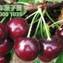 淡竹清韻，松柏之骨 記竹柏相映之美