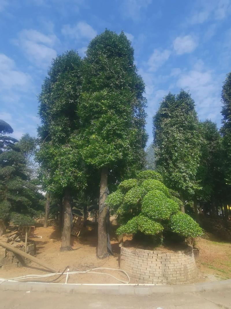高大挺拔的大竹柏 別墅庭院的首選優(yōu)質(zhì)名貴樹(shù)種