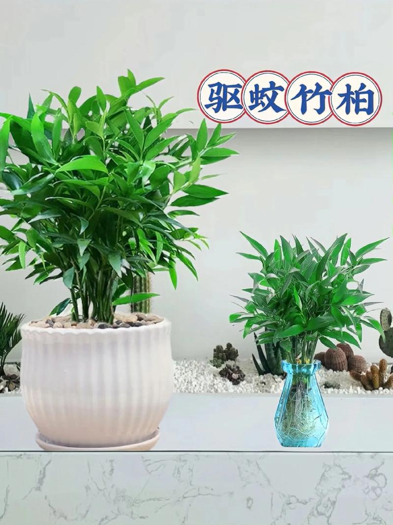 驅蚊竹柏是一款新寵面綠植盆栽花卉 四季常青,顏值爆表,綠油油