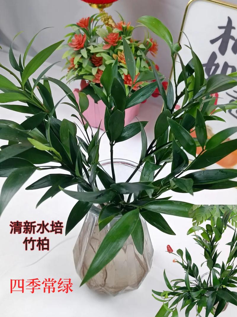 好物看櫥窗 這款水培竹柏,四季常綠,室內水養即可#凈化空氣
